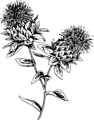 Carthamus
