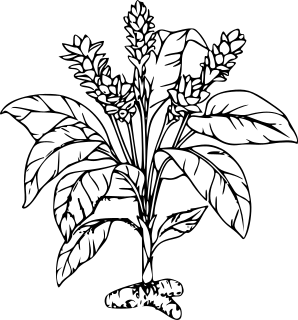 Curcuma