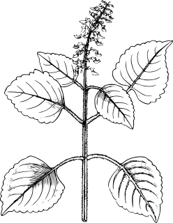 Forskolin