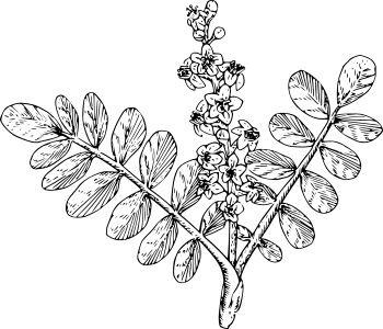 boswellia